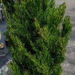 Borievka čínska (Juniperus chinensis) ´SPARTAN´ - výška 120-150 cm, kont. C18L